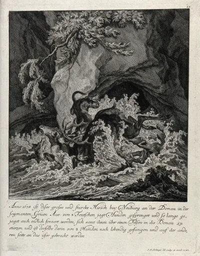 A stag is chased by three dogs into a torrential river during a hunt