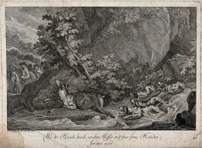 A stag is chased through a river by a pack of dogs while mounted huntsmen follow them from the other side of the river