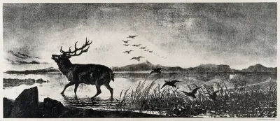 A stag is emerging from a lake while a group of ducks departs