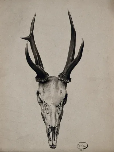 A stag's skull seen from above
