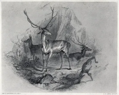 A stag standing in a mountainous landscape with stags and does in the background