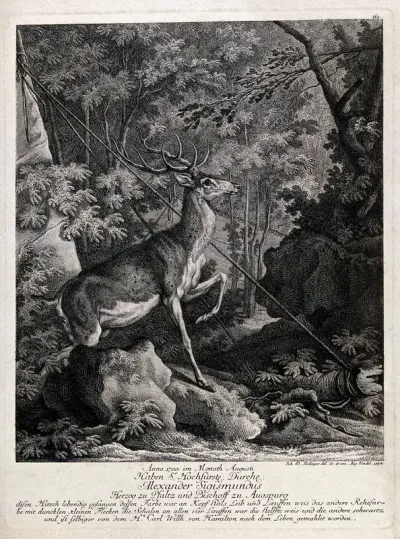 A stag with discoloured fur