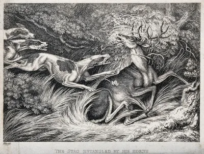 A stag with his antlers caught in a bush is pounced on by hounds