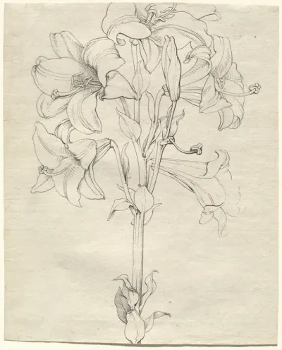 A Stalk of Lilies with Six Blooms