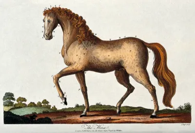 A stallion with a red mane is standing with its left front hoof lifted