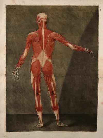 A standing écorché figure, seen from behind, showing the first layer of the muscles