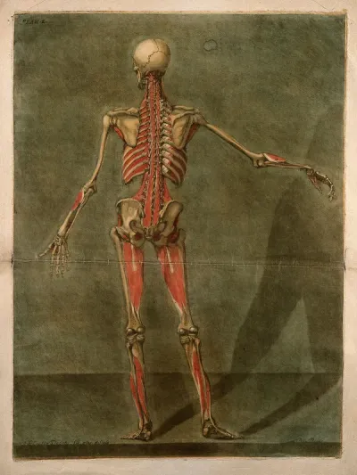 A standing écorché figure, seen from behind, showing the fourth layer of the muscles