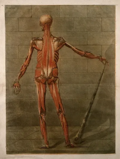 A standing écorché figure, seen from behind, showing the third layer of the muscles
