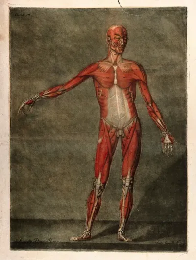 A standing écorché figure, seen from the front, showing the first layer of the muscles