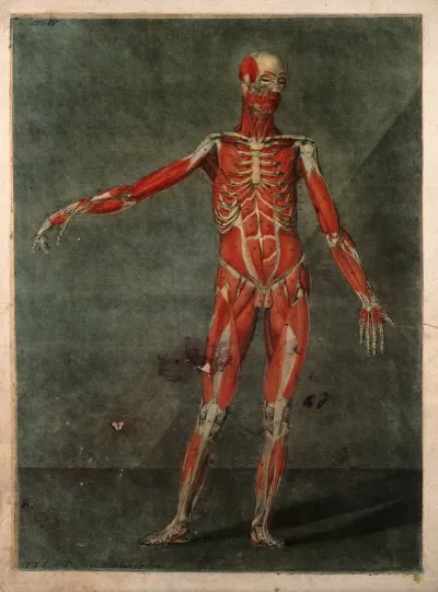 A standing écorché figure, seen from the front, showing the second layer of the muscles