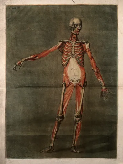 A standing écorché figure, seen from the front, showing the third layer of the muscles