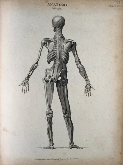 A standing male écorché figure: back view, showing the muscles and skeleton