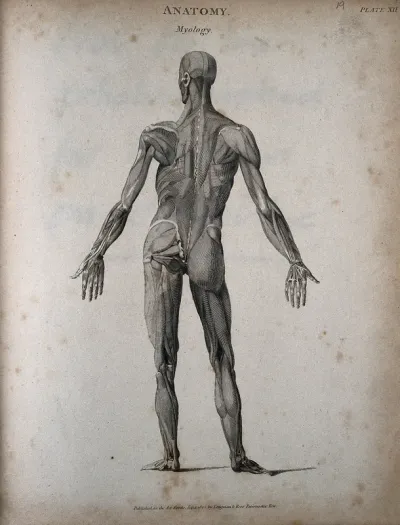 A standing male écorché figure: back view, showing the muscles