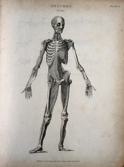 A standing male écorché figure: front view, showing the skeleton and muscles
