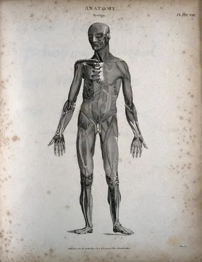 A standing male écorché figure: front view
