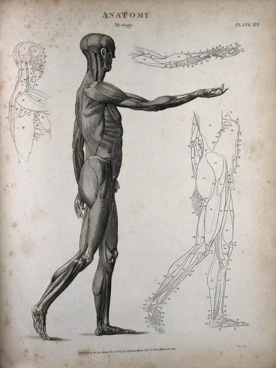 A standing male écorché figure: side view, with right arm extended and outline diagrams showing the individual muscles