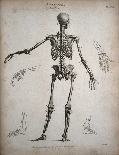 A standing skeleton: back view, with left arm extended and outline diagrams showing the bones of the hands and feet