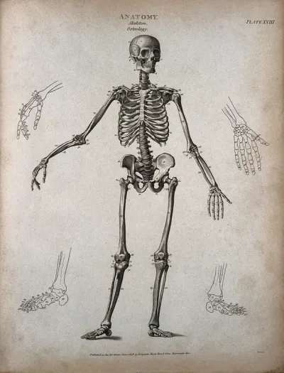 A standing skeleton: front view, with right arm extended and outline diagrams showing the bones of the hands and feet