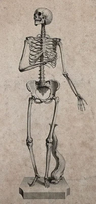 A standing skeleton of a woman with a dolphin