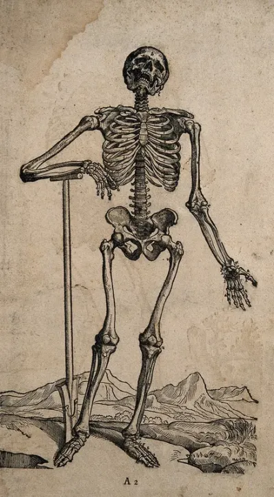 A standing skeleton, seen from the front, resting the bones of his lower right arm on the handle of a spade