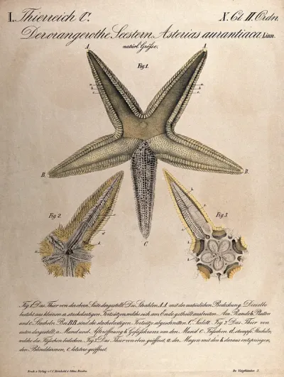 A starfish: three figures