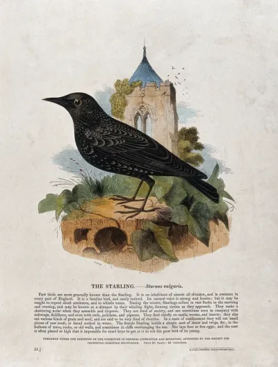 A starling sitting on a stone in front of a church