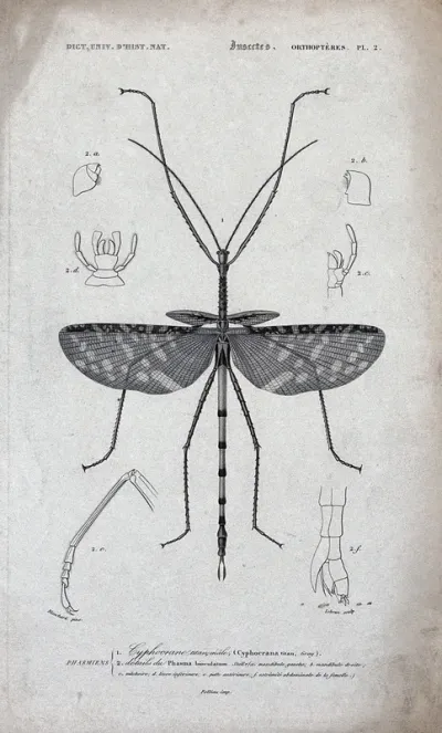 A stick insect surrounded by parts of its bodily structure