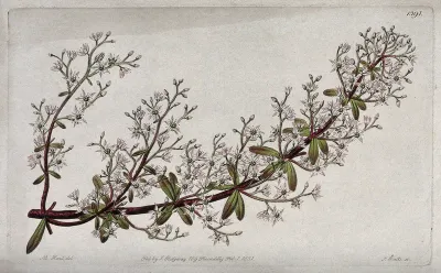 A stonecrop plant (Sedum cepaea): flowering stem