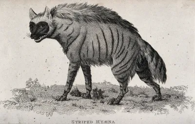 A striped hyena