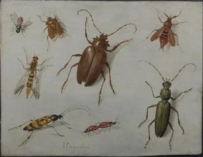 A Study of Insects