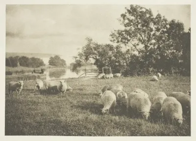 A Study of Sheep