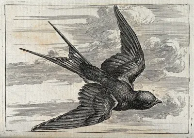 A swallow in flight