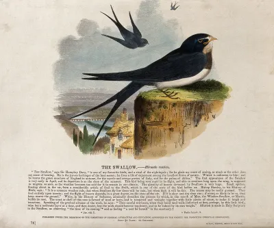A swallow sitting on a rock above a town with two other swallows flying in the sky above