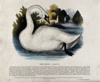 A swan on a lake