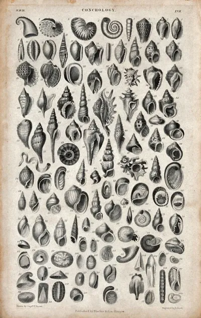 A table with 105 different shells