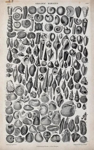 A table with 163 different shells