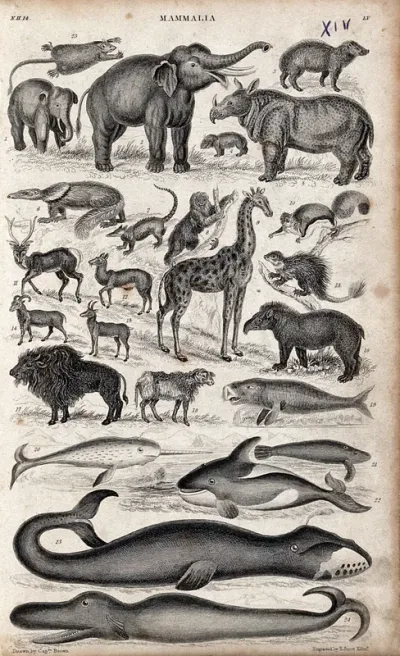 A table with 25 different mammals