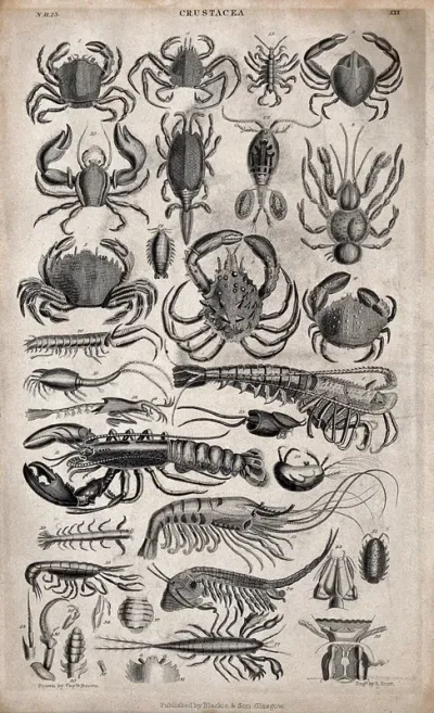 A table with 26 different crustaceans with details