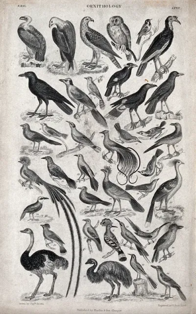 A table with 36 different birds