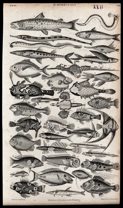 A table with 36 different fish