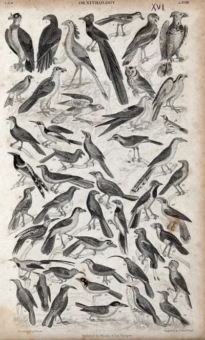A table with 46 different birds