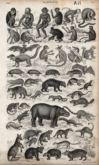 A table with 47 different mammals