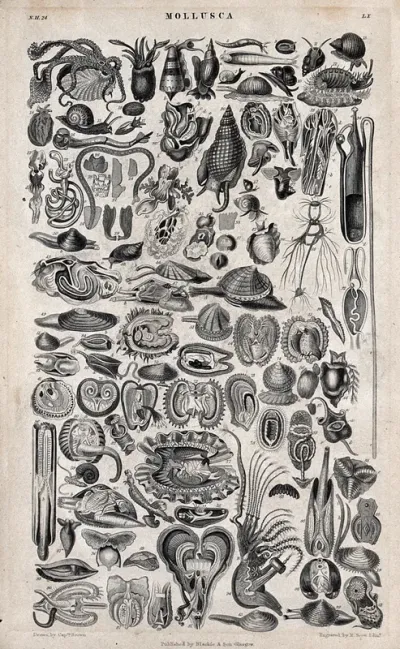 A table with 63 different molluscs