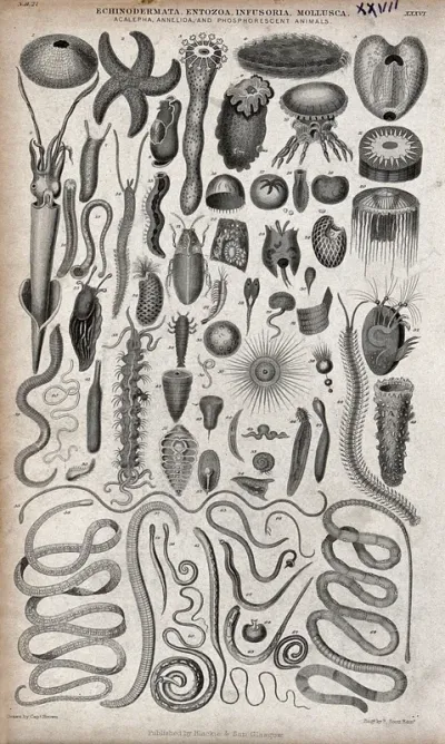 A table with 68 different echinodermata, entozoa, infusoria and mollusca