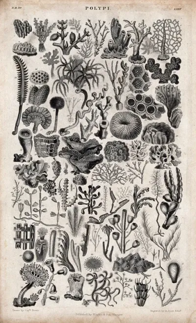 A table with 77 different polyps