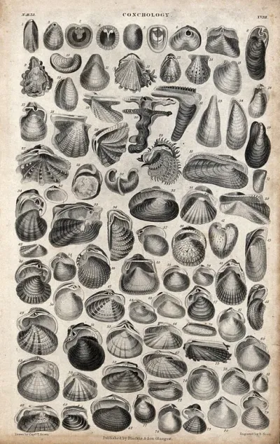 A table with 79 different shells