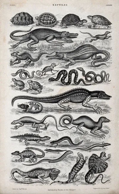 A table with sixteen different reptiles