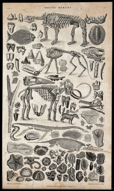 A table with three skeletons surrounded by organic remains and other animals