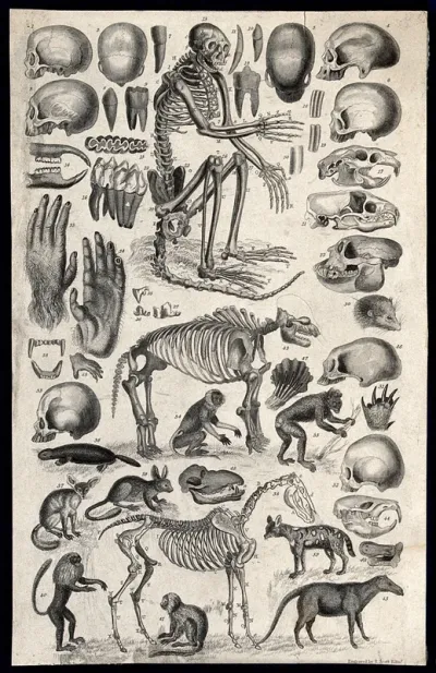 A table with three skeletons surrounded by their organic remains and other animals