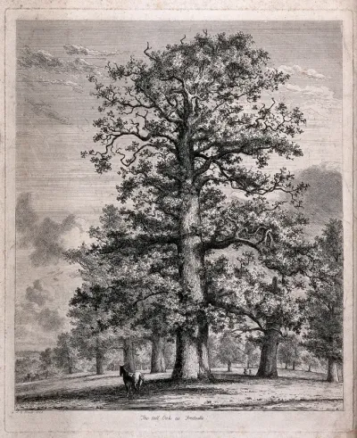 A tall oak tree (Quercus robur L.) sheltering a horse in Fredville Park